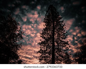 Pine Trees Silhouetted Against a Cloudy Sunset Sky