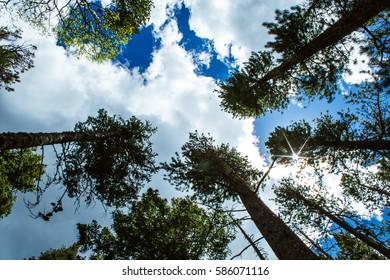 Pine Trees And Sky