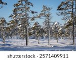 Pine trees with snow in a desolate snowy bog landscape in winter. Small bog pines in a frozen and snow-covered bog. Snowy bog landscape with frosty pines trees on a cold winter 