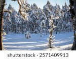 Pine trees with snow in a desolate snowy bog landscape in winter. Small bog pines in a frozen and snow-covered bog. Snowy bog landscape with frosty pines trees on a cold winter 