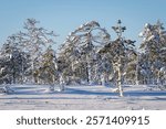 Pine trees with snow in a desolate snowy bog landscape in winter. Small bog pines in a frozen and snow-covered bog. Snowy bog landscape with frosty pines trees on a cold winter 