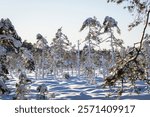 Pine trees with snow in a desolate snowy bog landscape in winter. Small bog pines in a frozen and snow-covered bog. Snowy bog landscape with frosty pines trees on a cold winter 