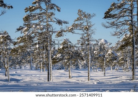 Similar – Image, Stock Photo Coniferous Trees At Bog. Wetland. View On Natural Swamp. Nature Reserve At Autumn Sunny Day. Bright Dramatic Sky Above Wetland