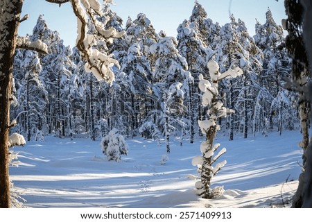 Similar – Image, Stock Photo Coniferous Trees At Bog. Wetland. View On Natural Swamp. Nature Reserve At Autumn Sunny Day. Bright Dramatic Sky Above Wetland