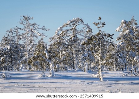 Similar – Image, Stock Photo Coniferous Trees At Bog. Wetland. View On Natural Swamp. Nature Reserve At Autumn Sunny Day. Bright Dramatic Sky Above Wetland