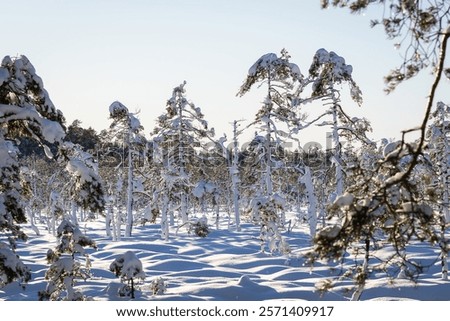 Similar – Image, Stock Photo Coniferous Trees At Bog. Wetland. View On Natural Swamp. Nature Reserve At Autumn Sunny Day. Bright Dramatic Sky Above Wetland