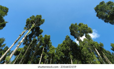 Pine trees soaring high into the blue sky add to the beauty of the morning atmosphere