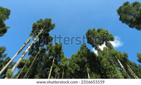 Pine trees soaring high into the blue sky add to the beauty of the morning atmosphere