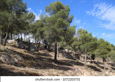 pine trees Spain