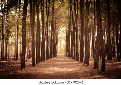 Pine Trees Stand Tall In The Sunshine Forest