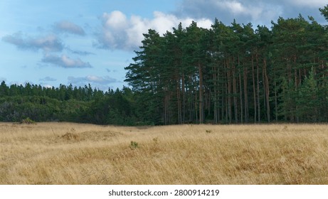Pine trees standing on the edge of a golden dry grass field under a blue sky with clouds