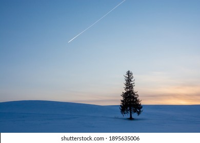 Pine trees standing in the snow field and contrail in the dusk sky
 - Powered by Shutterstock