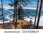 The pine trees stands on a cliff overlooking frozen Lake Baikal in March. The vast, icy landscape stretches to the horizon, with snow patterns covering the frozen surface under a bright blue sky