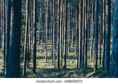 
Pine trees with sun shining through