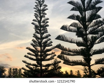 Pine trees with sunset.