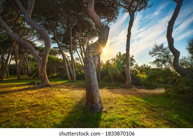 Pine trees at sunset in Maremma. Baratti beach, Piombino, Tuscany, Italy