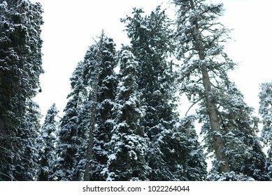 Pine trees surrounded by heavy snow in the mountain are.