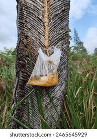 Pine trees are tapped for their sap. The tapped pine sap is then processed to produce gondorukem and turpentine which are raw materials for advanced industry.