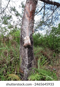 Pine trees are tapped for their sap. The tapped pine sap is then processed to produce gondorukem and turpentine which are raw materials for advanced industry.