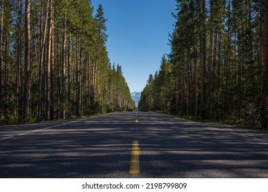 Pine trees that border both sides of a two-lane country road at Yellowstone National Park cast their shadows across it in the late afternoon during a cloudless day.  - Shutterstock ID 2198799809