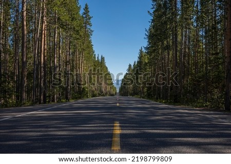 Pine trees that border both sides of a two-lane country road at Yellowstone National Park cast their shadows across it in the late afternoon during a cloudless day. 