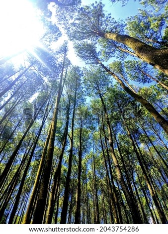 Pine trees under the beatiful sky