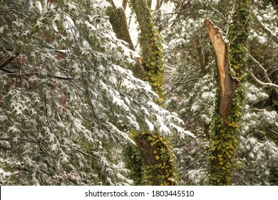 Pine Trees And Vines Speckled With Snow In Australian Bush. Winter 2020