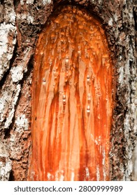 pine trees whose resin is harvested for industrial purposes