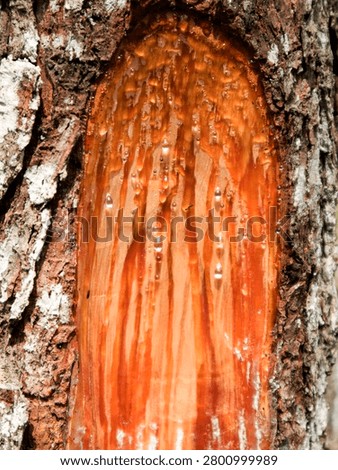 pine trees whose resin is harvested for industrial purposes