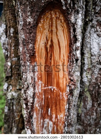 pine trees whose resin is harvested for industrial purposes