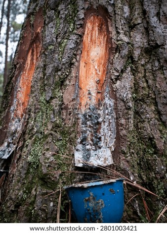pine trees whose resin is harvested for industrial purposes