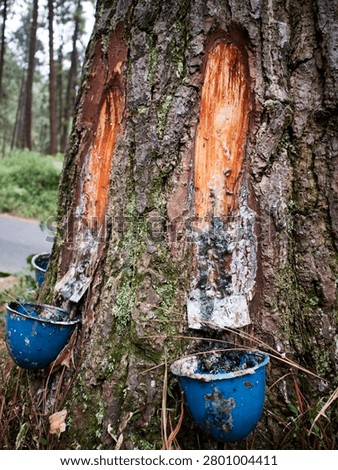 pine trees whose resin is harvested for industrial purposes
