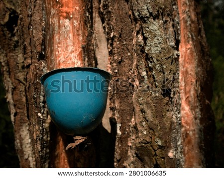 pine trees whose resin is harvested for industrial purposes