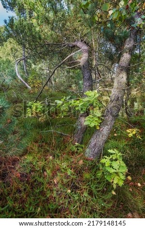 Pine trees in a wild forest. Nature landscape of lots of plants, bush and tree branches with old tree trunks growing in the woods. Uncultivated land with lush foliage in an eco friendly environment