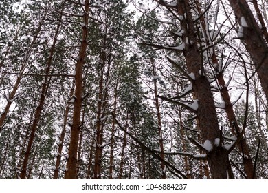 Pine trees in winter forest.
