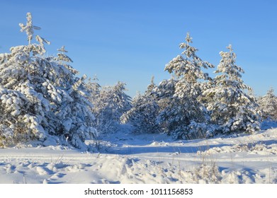 pine trees in winter forest, after snowfall, covered with snow, in sunlight, against blue sky background