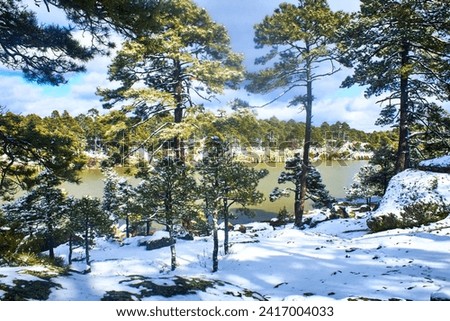 pine trees, Winter in the forest with snow, Arareco lake in Creel Chihuahua