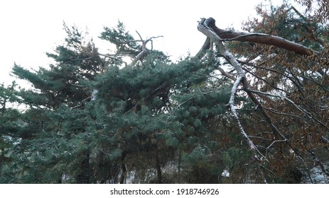 Pine Trees in Winter Mountains              