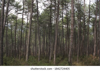 Pinienwald und Wiese