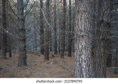 Pine Tress In The Forest