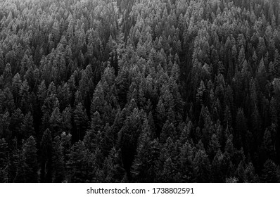 Pine Tress In Kamir Vally, India