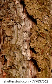 Pine trunk isolated