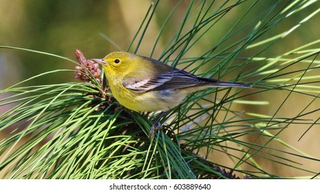 Pine Warbler