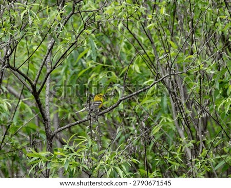 a pine warbler after the hunt