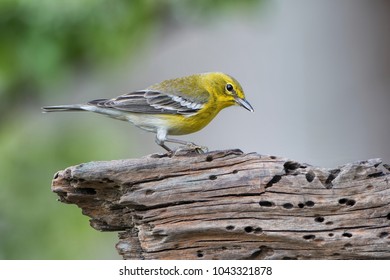 Pine Warbler in Early Spring in Louisiana