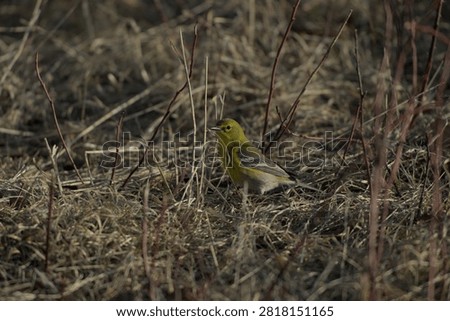 Pine Warbler looking for something to eat
