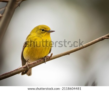 A pine warbler makes for a bright spot on a cold winter day. 