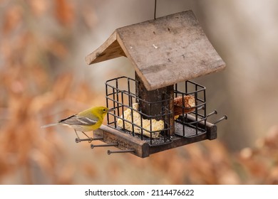 Pine Warbler On A Bird Feeder Eating Suet.