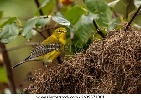A pine warbler perched in the forest
