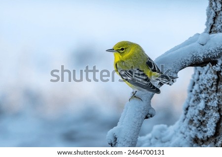 Pine Warbler Perched on a Snow Covered Tree Branch